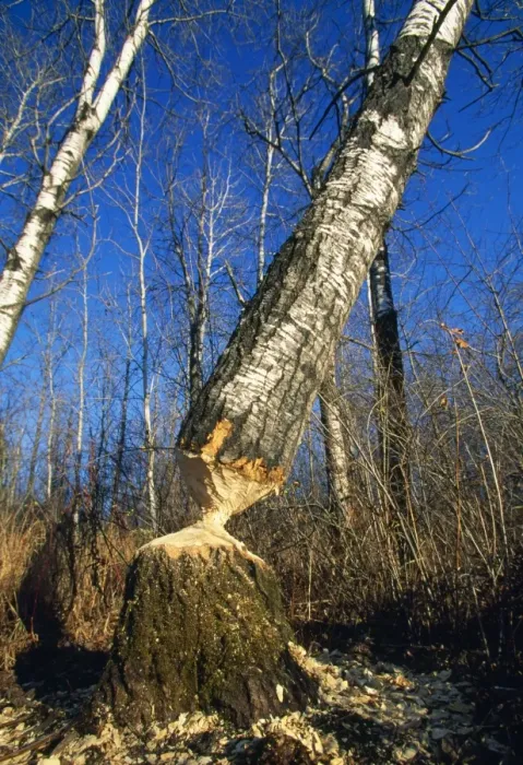 Framed Print : Beaver - workings on Aspen Trees Northern Minnisota, USA Framed Print : Beaver - workings on Aspen Trees Northern Minnisota, USA