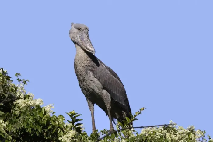 Framed Print : bec en sabot. Shoebill Balaeniceps rex Framed Print : bec en sabot. Shoebill Balaeniceps rex
