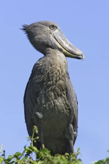 Framed Print : bec en sabot. Shoebill Balaeniceps rex Framed Print : bec en sabot. Shoebill Balaeniceps rex