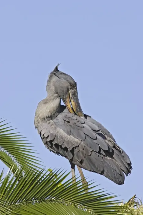 Framed Print : bec en sabot. Shoebill Balaeniceps rex Framed Print : bec en sabot. Shoebill Balaeniceps rex