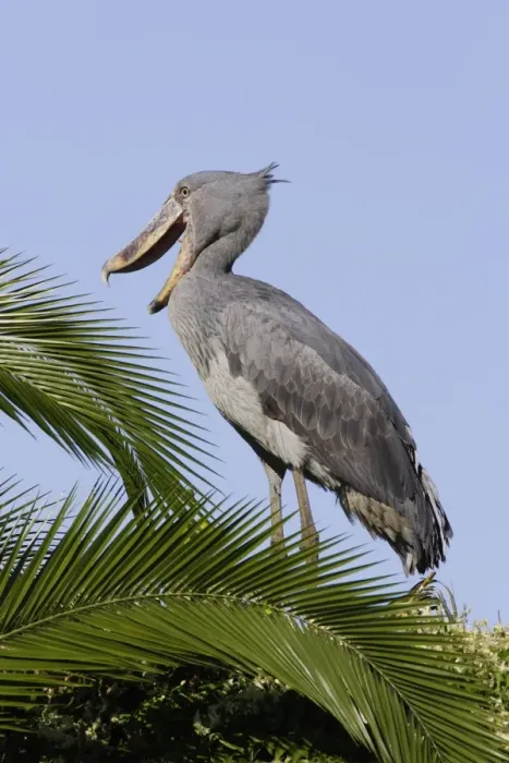 Framed Print : bec en sabot. Shoebill Balaeniceps rex Framed Print : bec en sabot. Shoebill Balaeniceps rex