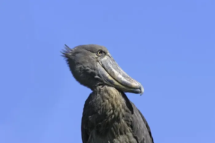 Framed Print : bec en sabot. Shoebill Balaeniceps rex Framed Print : bec en sabot. Shoebill Balaeniceps rex