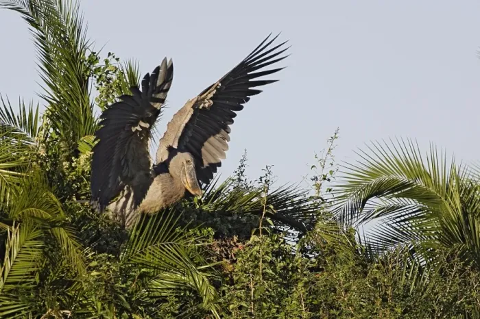 Framed Print : bec en sabot. Shoebill Balaeniceps rex Framed Print : bec en sabot. Shoebill Balaeniceps rex