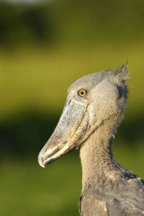 Framed Print : bec en sabot. Shoebill Balaeniceps rex Framed Print : bec en sabot. Shoebill Balaeniceps rex