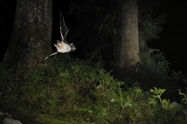 Bechstein's Bat - in flight in a Picea sp. mountain forest - Jura Mountain - Switzerland