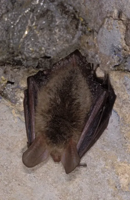 Framed Print : Bechstein's Bat - hibernation at cave - the Ardennes - Belgium