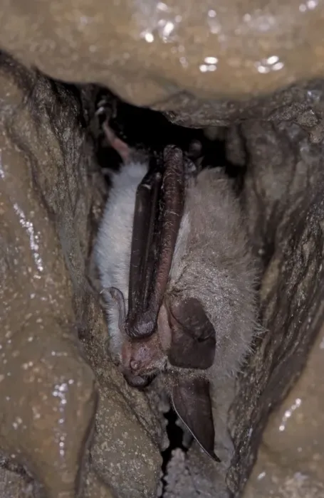 Framed Print : Bechstein's Bat - hibernation at cave - the Ardennes - Belgium Framed Print : Bechstein's Bat - hibernation at cave - the Ardennes - Belgium