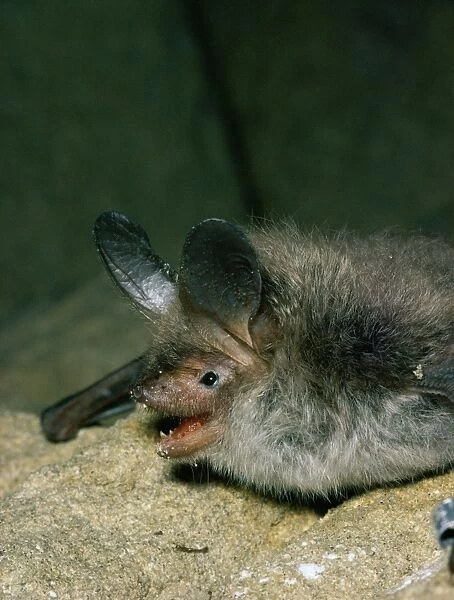 Bechstein's Bat JLM 5089 Myotis bechsteini © John Mason  /  ARDEA LONDON