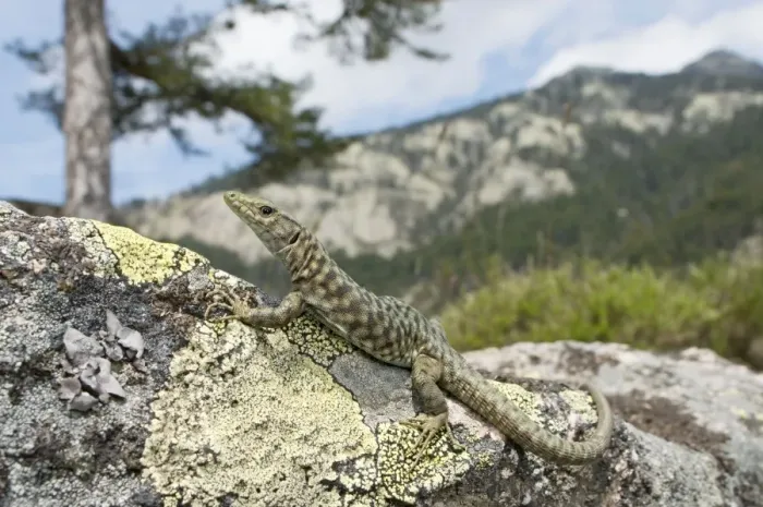 Framed Print : Bedriaga's Rock Lizard - female in mountain habitats - sardo-corsican endemic - Forest of Aitone - Corsica - France Framed Print : Bedriaga's Rock Lizard - female in mountain habitats - sardo-corsican endemic - Forest of Aitone - Corsica - France