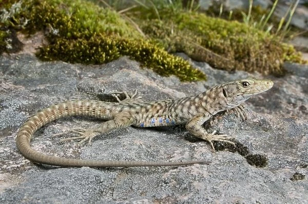 Bedriaga's Rock Lizard - sardo-corsican endemic - Corsica - France