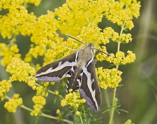 Bedstraw Hawkmoth - on bedstraw 005804