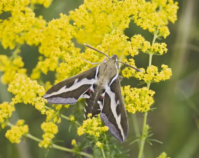 Framed Print : Bedstraw Hawkmoth - on bedstraw 005804