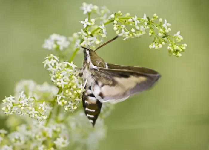 Framed Print : Bedstraw Hawkmoth - in flight over bedstraw 005812 Framed Print : Bedstraw Hawkmoth - in flight over bedstraw 005812