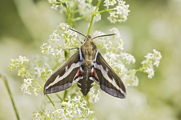 Bedstraw Hawkmoth - resting on bedstraw 005814