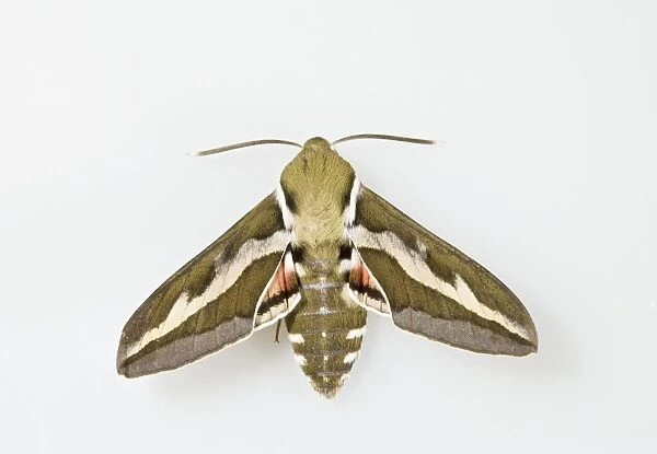 Bedstraw Hawkmoth - white background 005817