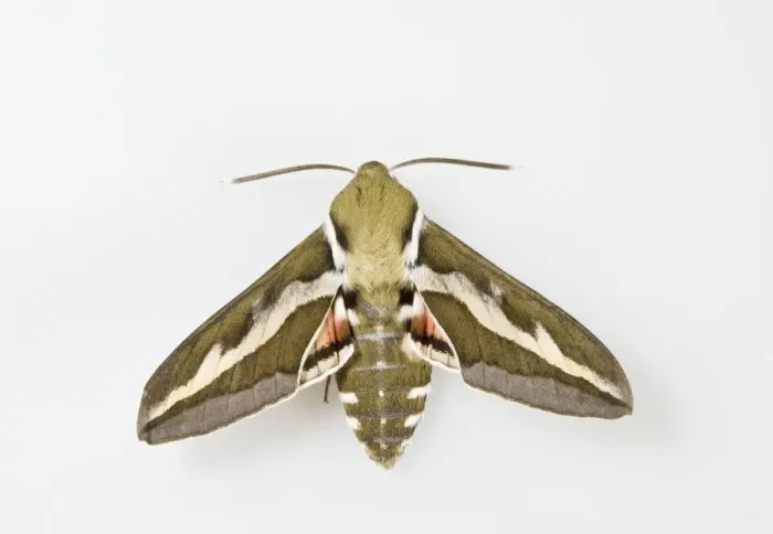 Framed Print : Bedstraw Hawkmoth - white background 005817 Framed Print : Bedstraw Hawkmoth - white background 005817
