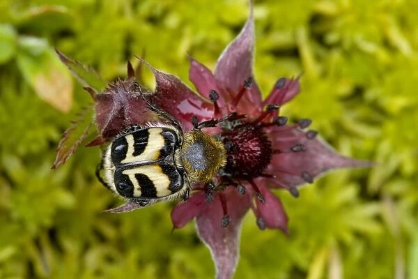 Bee beetle or bee chafer (Trichius fasciatus), feeding on marsh cinquefoil flower (potentilla palustris). Rare in UK