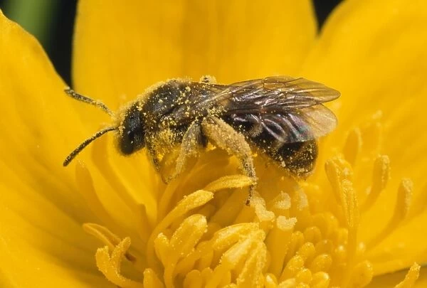 Bee - collecting pollen from Marsh Marigold UK