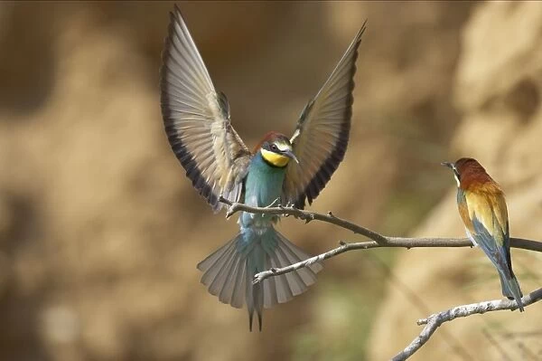 Bee-eater - Coming in to land on perch Extramadura, Spain BI002468
