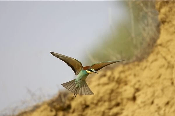 Bee-eater - Coming in to land on perch Extramadura, Spain BI002416