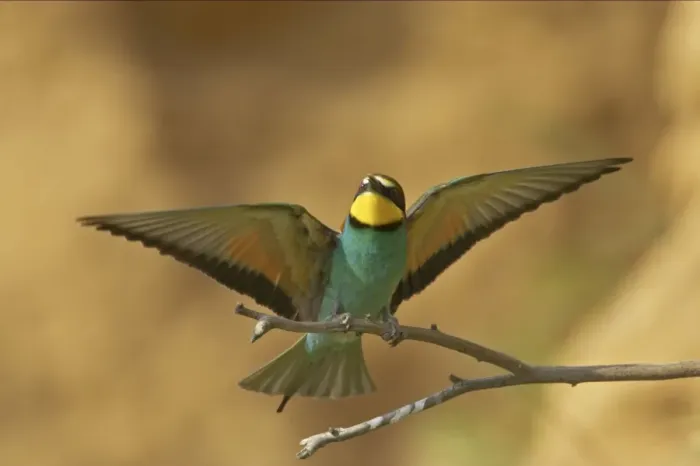 Framed Print : Bee-eater - In flight coming in to land on perch Extramadura, Spain BI002466 Framed Print : Bee-eater - In flight coming in to land on perch Extramadura, Spain BI002466