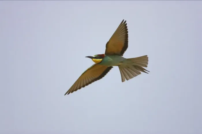 Framed Print : Bee-eater - In flight Extramadura, Spain BI002419 Framed Print : Bee-eater - In flight Extramadura, Spain BI002419