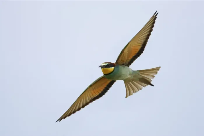 Framed Print : Bee-eater - In flight Extramadura, Spain BI002434 Framed Print : Bee-eater - In flight Extramadura, Spain BI002434