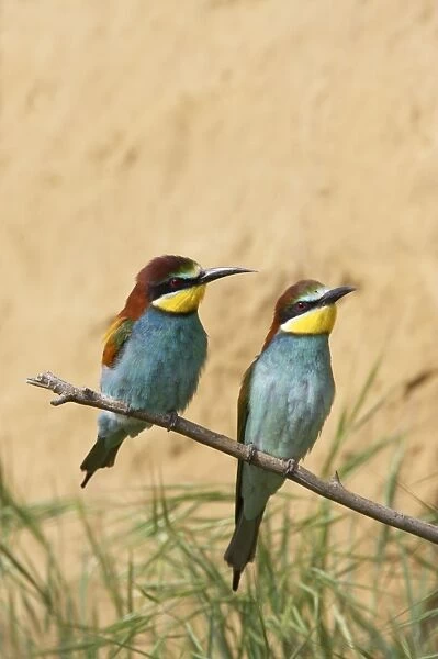 Bee-eater - Pair by Nest Bank Extramadura, Spain BI002459