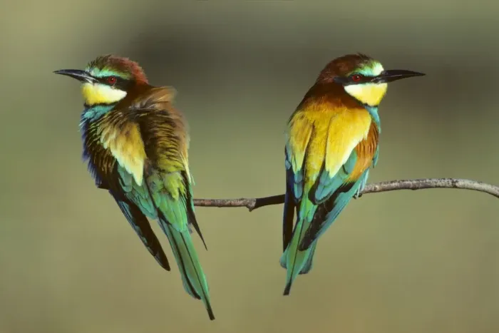 Framed Print : Bee-Eater - pair sitting on branch Coto Donana National Park, S. Spain Framed Print : Bee-Eater - pair sitting on branch Coto Donana National Park, S. Spain
