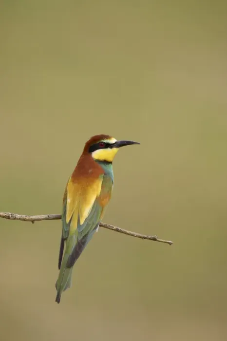 Framed Print : Bee-eater - At rest on perch Extramadura, Spain BI002439 Framed Print : Bee-eater - At rest on perch Extramadura, Spain BI002439