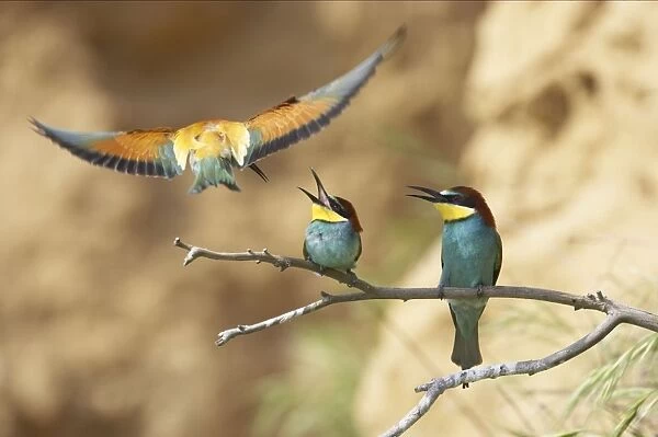 Bee-eaters - Pair Screaming at Intruder in flight Extramadura, Spain BI002475