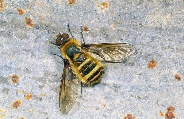 Bee Fly - basking (note wig venation) UK