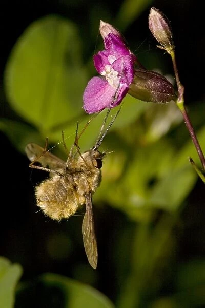 Bee-Fly - caught by the sticky viscid hairs of Sticky catchfly (Lychnis viscaria)