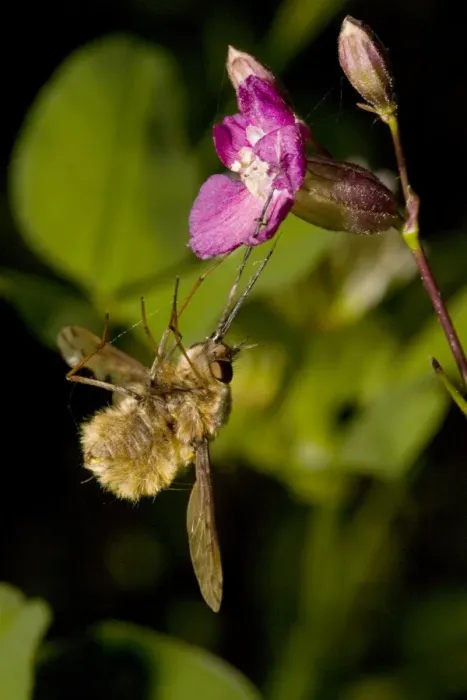 Framed Print : Bee-Fly - caught by the sticky viscid hairs of Sticky catchfly (Lychnis viscaria) Framed Print : Bee-Fly - caught by the sticky viscid hairs of Sticky catchfly (Lychnis viscaria)