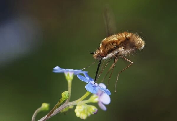 Bee-fly - hovering while feeding on nectar from forget-me-not flower