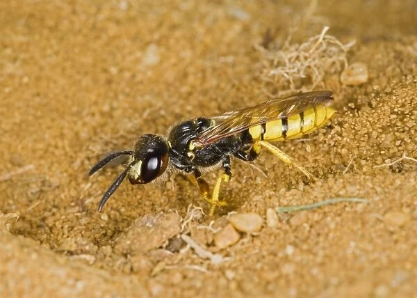 bee killer wasp - digging nest hole Sandy Befordshire UK