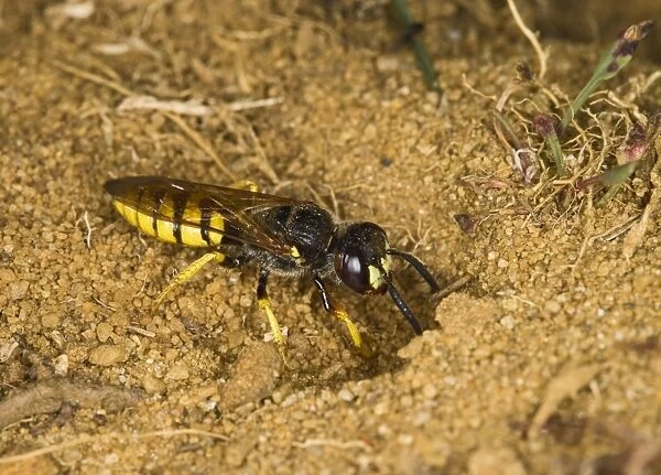 Bee killer wasp - at nest entrance Sandy Bedfordshire UK 005849