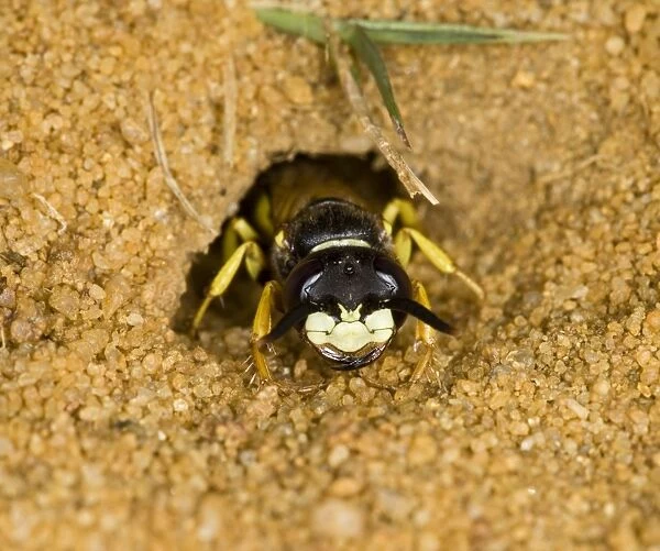 bee killer wasp - at nest entrance Sandy Bedfordshire UK