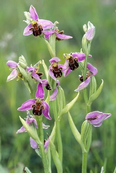 Bee Orchid  /  Flower ME 754 Ophrys apifera © Johan De Meester  /  ARDEA LONDON