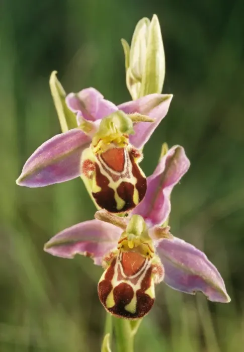 Framed Print : Bee Orchid / Flower ME 757 Ophrys apifera © Johan De Meester / ARDEA LONDON Framed Print : Bee Orchid / Flower ME 757 Ophrys apifera © Johan De Meester / ARDEA LONDON