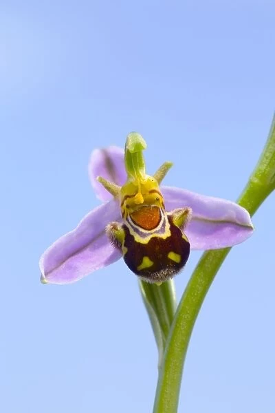 Bee Orchid - summer - Pyrennes, Spain