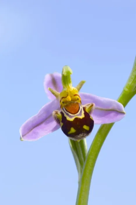 Framed Print : Bee Orchid - summer - Pyrennes, Spain Framed Print : Bee Orchid - summer - Pyrennes, Spain