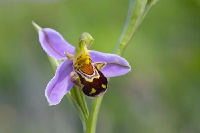 Framed Print : Bee Orchid - summer - Pyrennes, Spain Framed Print : Bee Orchid - summer - Pyrennes, Spain