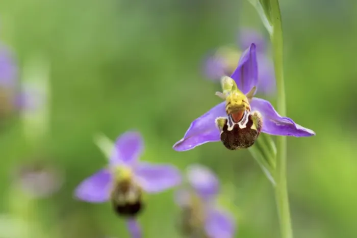 Framed Print : Bee Orchid - summer - Pyrennes, Spain Framed Print : Bee Orchid - summer - Pyrennes, Spain