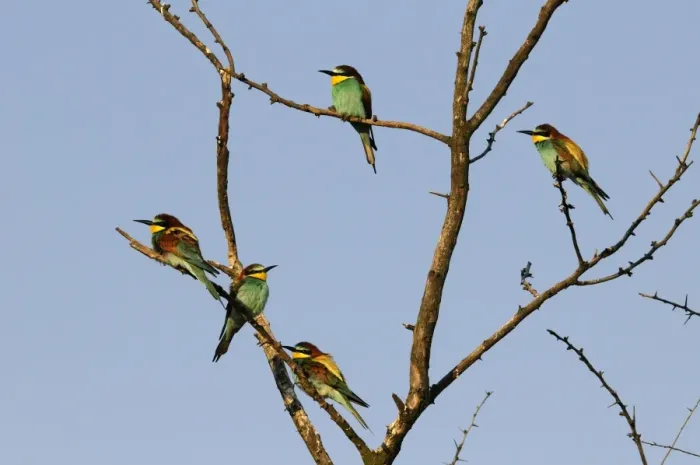 Framed Print : Beeaters on a tree, Austria Framed Print : Beeaters on a tree, Austria