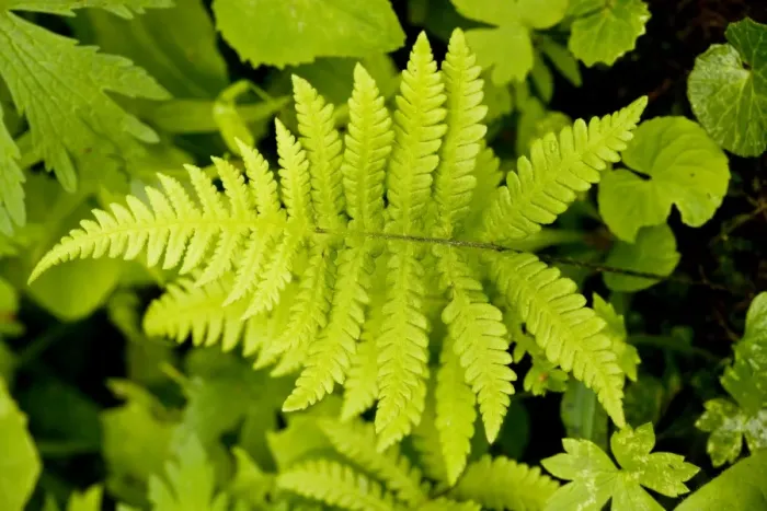 Framed Print : Beech Fern - in shady woodland Framed Print : Beech Fern - in shady woodland