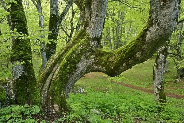 Beech forest ancient specimen in Bosco di Sant Antonio Majella National Park, Abruzzian Mountains, Italy