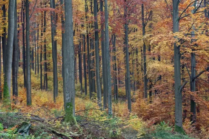 Framed Print : Beech Forest - in autumn colour, Bramwald, Lower Saxony, Germany Framed Print : Beech Forest - in autumn colour, Bramwald, Lower Saxony, Germany