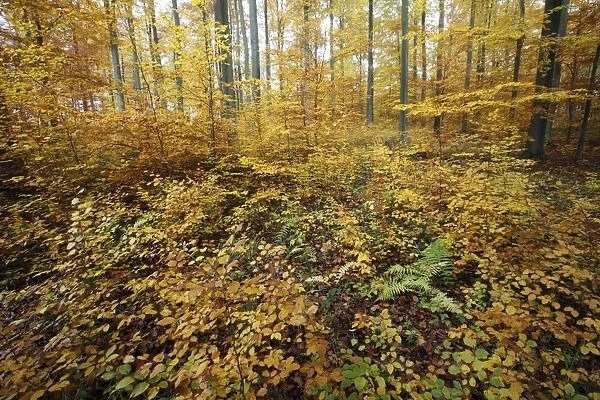 Beech Forest - in autumn colour - Bramwald - Lower Saxony - Germany