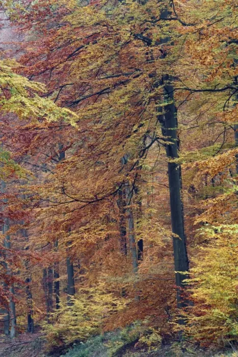 Framed Print : Beech Forest - in autumn colour - Bramwald - Lower Saxony - Germany Framed Print : Beech Forest - in autumn colour - Bramwald - Lower Saxony - Germany